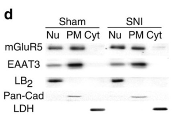 Western Blot using Lactate Dehydrogenase Biotin